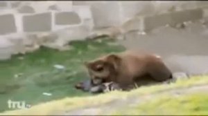 Медведь напал на человека в зоопарке!