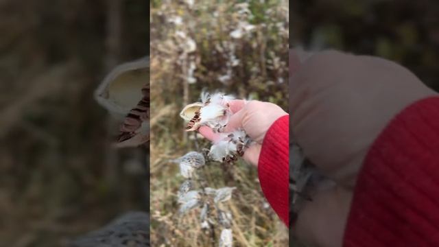 #shorts Milkweed PLANTERINA #satisfying #seeds #nature #calm смотреть онлайн