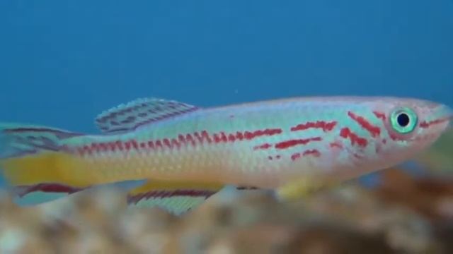 Афиосемион Амиета (Aphyosemion amieti) смотреть онлайн