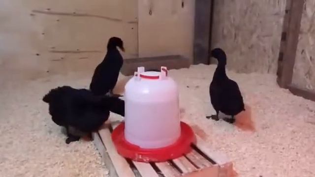 Наше маленькое хозяйство:утки Каюга и Кеклики. смотреть онлайн