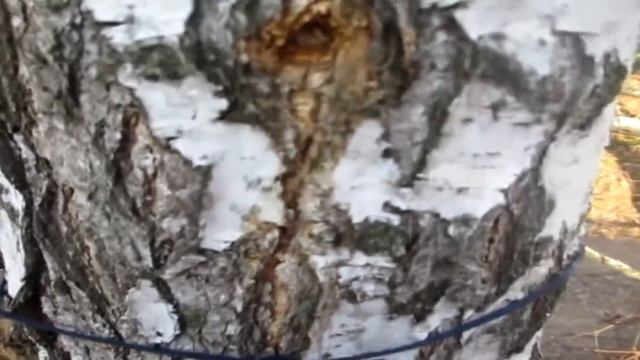 Как собрать березовый сок? смотреть онлайн