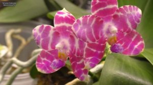 Шоу цветущих орхидей. Восхитительное зимнее цветение частички моих орхидей.