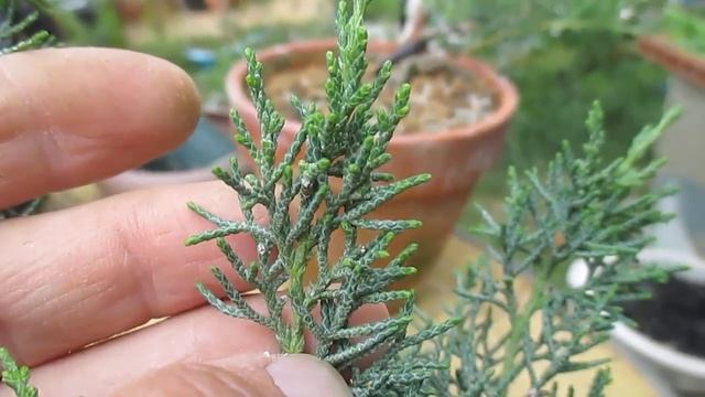 JUNIPERUS CHINENSIS ֍ VARIEDADES ITOIGAWA, SARGENTII (SHIMPAKU) Y KISHU ?✅