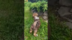 Щенки ТИБЕТСКОГО Терьера в Питомнике "VIP COLLECTION" Сибирь 2023 год щенкам на видео 7, 2 недели 💕