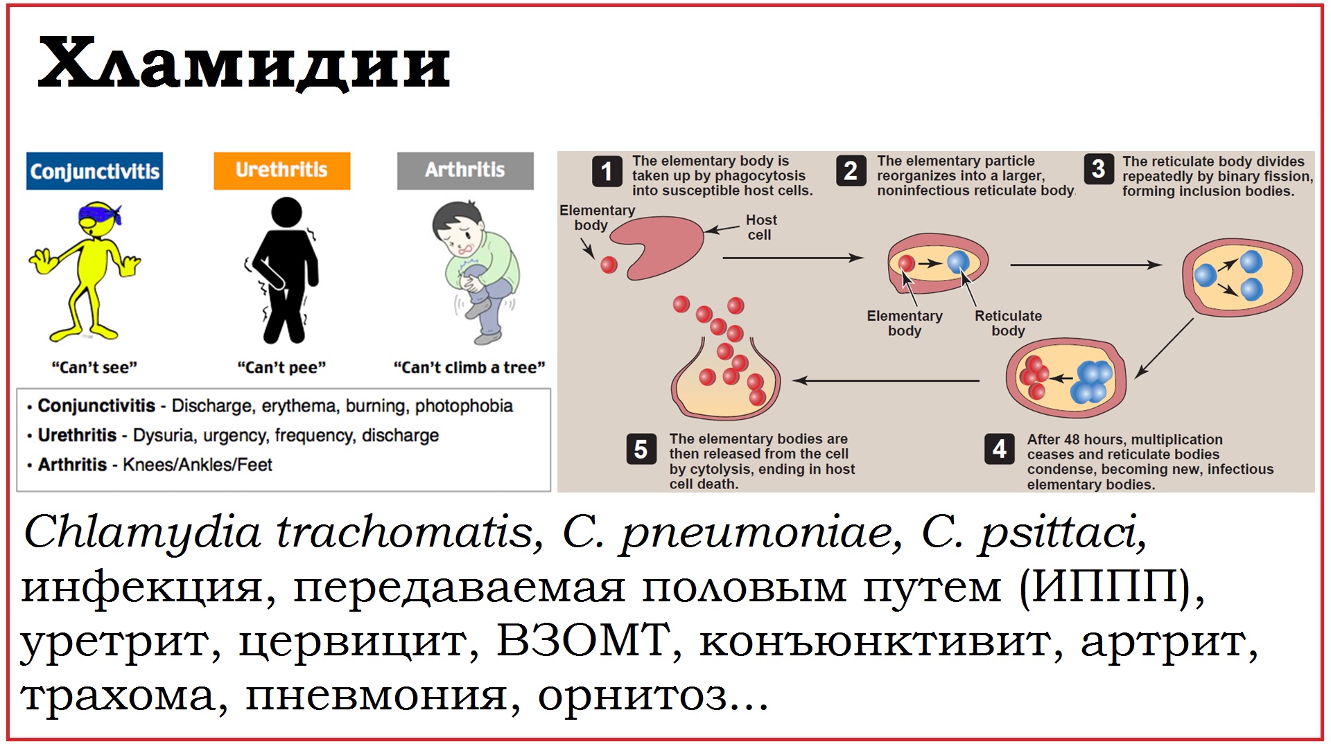41. Клинически значимые бактерии рода Chlamydia смотреть онлайн