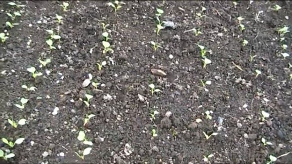 РЕДИС 18 ДНЕЙ  - ЭТО РАЗВОДИЛОВО?!! РЕДИС И ЛУК ДВЕ НЕДЕЛИ ПОСЛЕ ПОСАДКИ.  ОЗИМЫЙ ЧЕСНОК ВЗОШЕЛ!!!