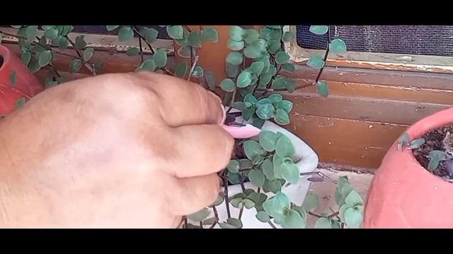 Egg Shell Fertilizer For House Plants | Calcium For Plants | Tanu's Gardening смотреть онлайн