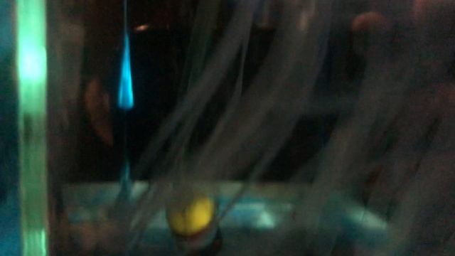 Коридорас Пигмей (Corydoras pygmaeus). Разведение смотреть онлайн