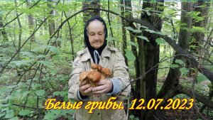 Много белых. Грибы 12.07.2023. Тонны собранных грибов, часть 11.