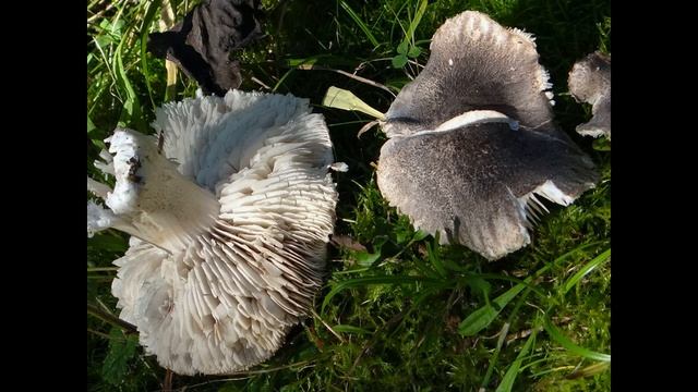 Tricholoma atrosquamosum смотреть онлайн