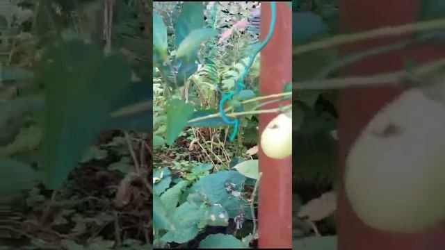 Mi planta de ❤️ pepino MELON Solanum muricatum (NightShades) MID August смотреть онлайн