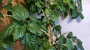 Гибискус в зимний период. Правильный уход ☝️