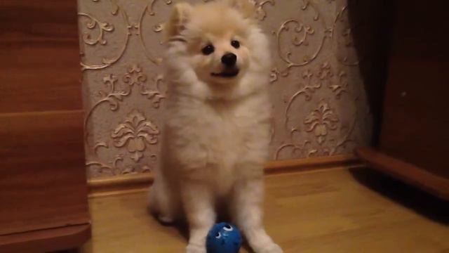 Веселый шпиц смотреть онлайн