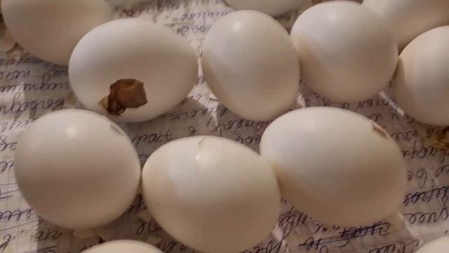 Инкубация. Эмбрион замер. Причина. Вывод цыплят.Incubation. Embryo frozen. Cause. Hatching chickens смотреть онлайн