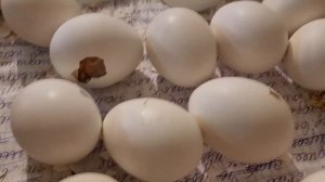 Инкубация. Эмбрион замер. Причина. Вывод цыплят.Incubation. Embryo frozen. Cause. Hatching chickens