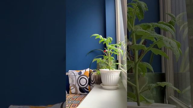 Обрезаю петунии смотреть онлайн