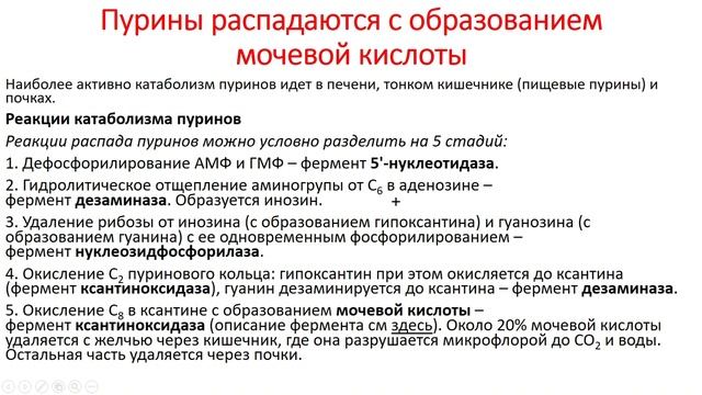 Биохимия. Лекция 45. Обмен азотистых оснований и нуклеотидов. Обмен пуринов смотреть онлайн