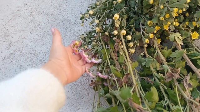 Морква консервована на зиму.Посадила хризантеми. смотреть онлайн