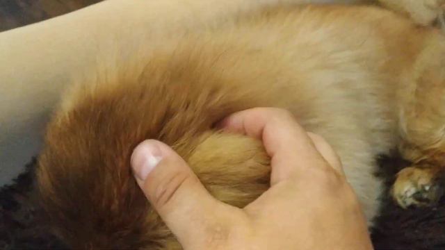 Пекинес Дендик интересно лежит на боковушке дивана смотреть онлайн