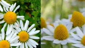 Кобяков - Ромашки Песня Февраль 2022