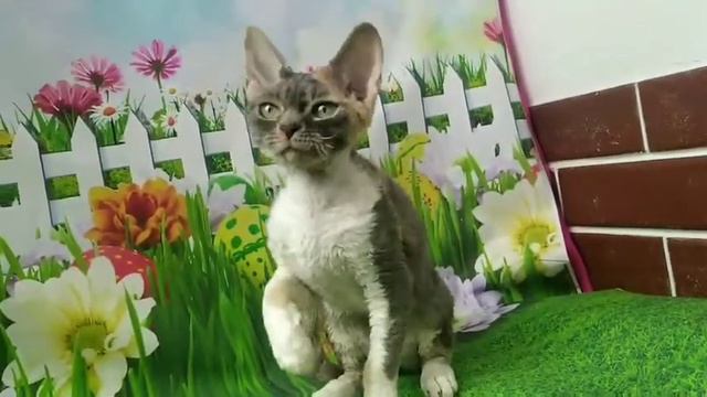 Devon Rex Rianna — is a tortoiseshell charming girl смотреть онлайн