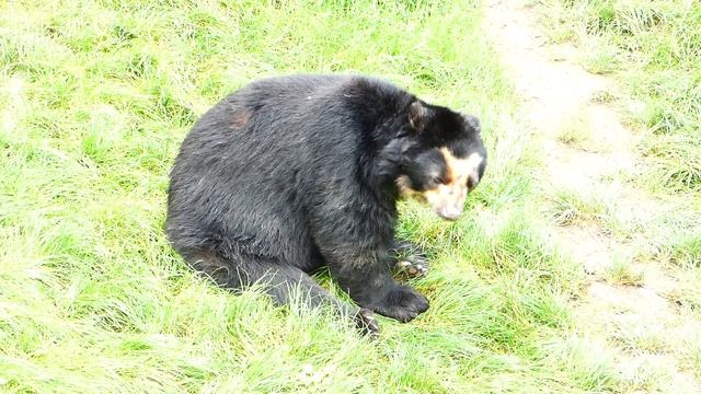 Brillenbär (Tremarctos ornatus) Andenbär Tiergarten Zoo Schönbrunn Andean short faced bear jukumari смотреть онлайн