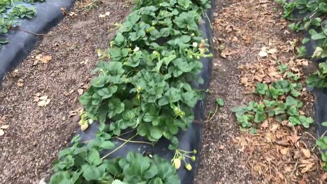 ИТАЛЬЯНСКИЙ НЕЙТРАЛ КРАПО-10 смотреть онлайн