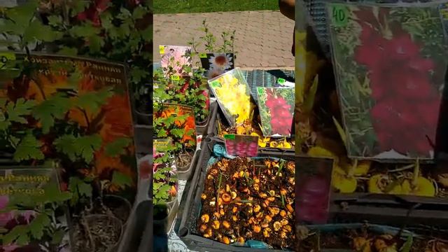 Горловка / ярмарка на площади ,, победы "/ цены от производителя. смотреть онлайн