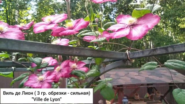 Клематисы в каменистом саду. смотреть онлайн