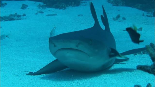 Adventure Ocean Quest: 24 Hours On The Reef | Episode 5 | Free Documentary Nature