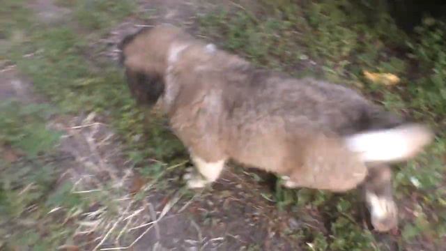 Вредные щеночки. София играет. Щенок московская сторожевая играет. Funny videos. Развлечение смотреть онлайн