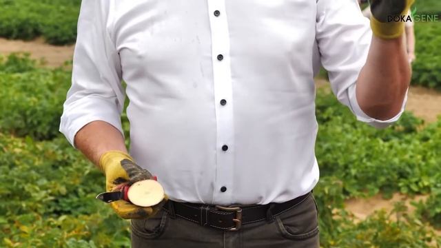 DokaGene о сорте ФЛАМИНГО