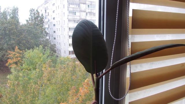 (Овен Телец Близнец РАК) ЦВЕТ УДАЧИ !!! смотреть онлайн