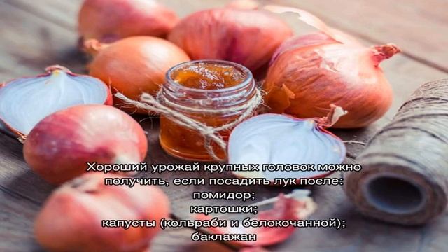 Предшественники и соседи лука при посадке смотреть онлайн