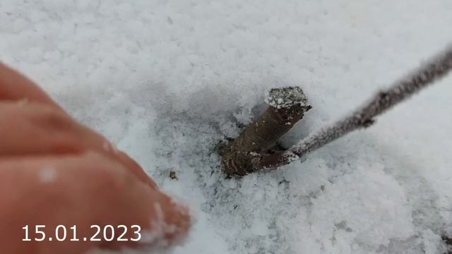 летняя прививка персикового дерева с результатом через год / bud grafting смотреть онлайн