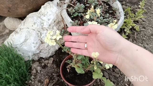 Цветник без травы... Гравилат...флокс шиловидный....?☘️ смотреть онлайн