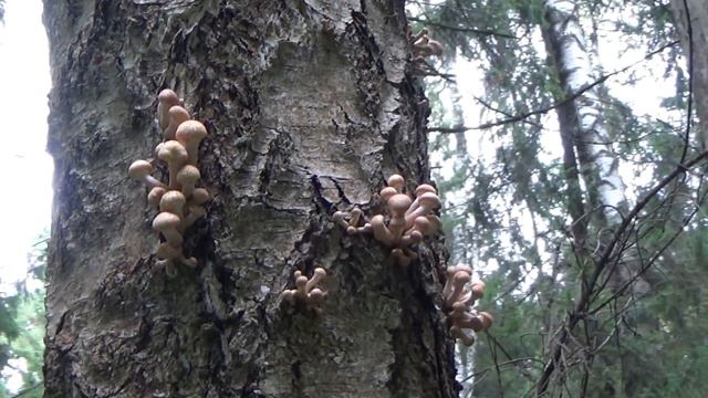 Осенние опята смотреть онлайн