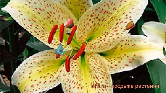 Лилия азиатская Йеллоу Тайгер (lilium yellow tiger) ? обзор: как сажать, рассада лилии Йеллоу Тайге смотреть онлайн