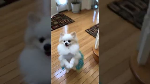 Pomeranian Happy Cute Puppies Walk Two Legs, #short