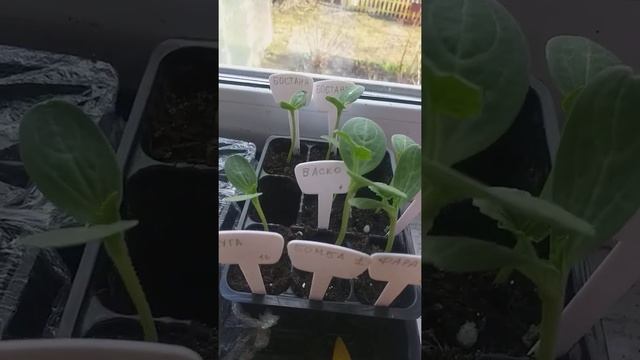 Прививка дынь и арбузов смотреть онлайн