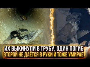 Их выкинули в трубу, один истёк кровью. Теперь умирает и вторая, мы не можем ее поймать.