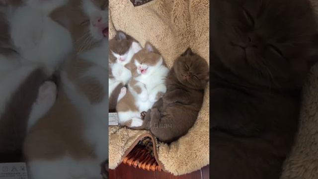 Тихий час смотреть онлайн