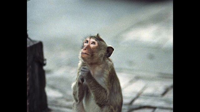 Христианский рассказ - Мартышкина совесть смотреть онлайн