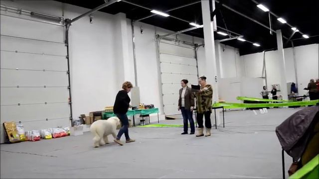 Южнорусская овчарка на в-ке "Зимние Встречи 2016". Мосва 22.02.2016 смотреть онлайн