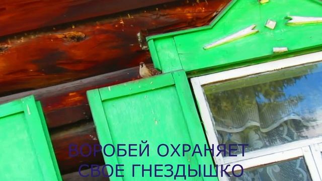 На даче. воробей охраняет свое гнездышко пока мама-птичка кормит птенцов смотреть онлайн