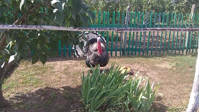 Как Правильно Разговаривать с Индюком смотреть онлайн