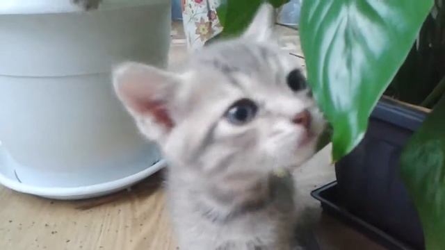 котенок отдам на авито смотреть онлайн
