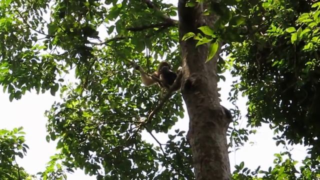 Hoolock gibbons (Hoolock hoolock) смотреть онлайн