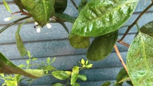 ЧУДЕСА С МОИМ МАНДАРИНОМ ДА И ТОЛЬКО ! ВЫРАЩИВАНИЕ ЦИТРУСОВЫХ В КОМНАТНЫХ УСЛОВИЯХ,ПОДКОРМКА .