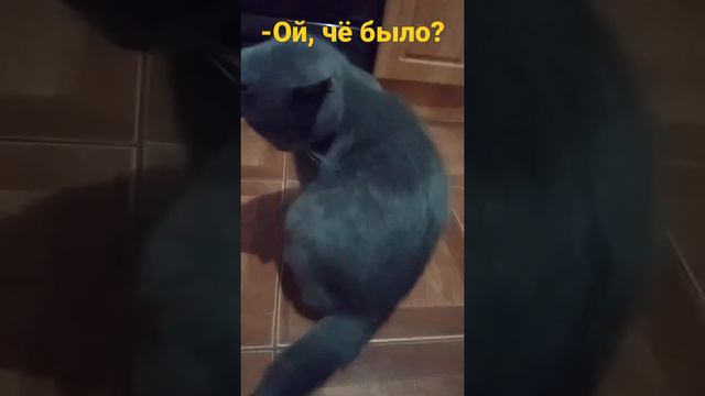 Котика дёрнули за хвост. Он в ответ: –Ой, чё было? смотреть онлайн
